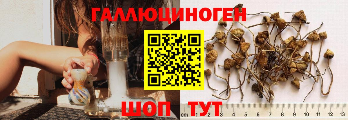 хочу   Вход с VPN  Ростов-на-Дону  Псилоцибиновые грибы Psilocybe 